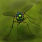 Green fly !